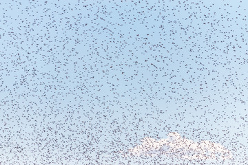 Stormo di uccelli migratori