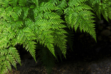 Fern leaf pattern natural beauty