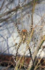 aranha na teia