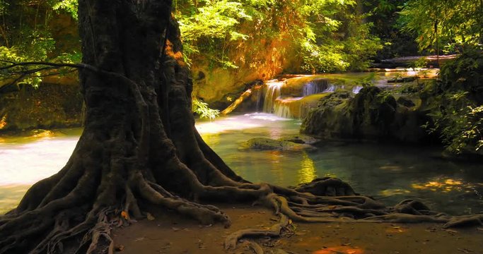 Peaceful and tranquil nature landscape. Tropical paradise landscape environment. Beautiful old tree on mountain river stream bank where calm water flows over waterfall cascades under bright sun light