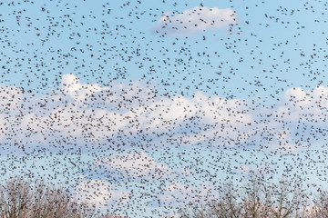 Stormo di uccelli migratori