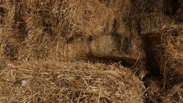 Winter animal food rectangular bales in the barn close-up 4K 2160p 30fps UltraHD tilting footage - Baled hay stacks in curing process slow tilt 3840X2160 UHD video 