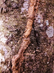 old tree bark texture background