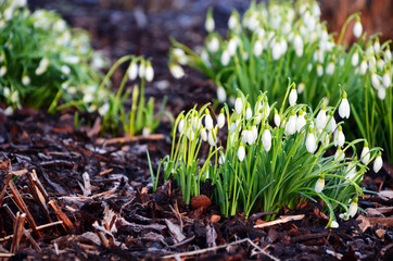 Close up of delicate snowdrops (Galanthus Nivalis) in first spring