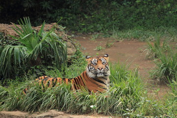 tiger