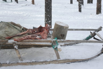 свежее мясо оленя