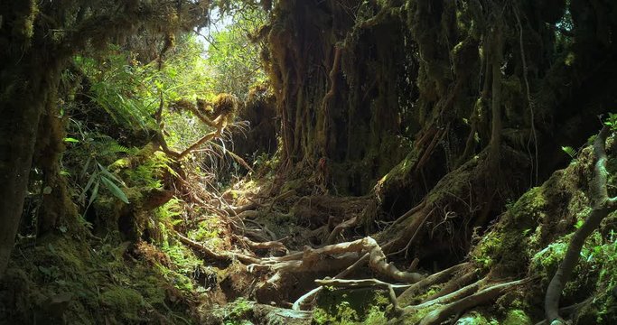 Cameron Highlands Mossy Forest mystrious and scenic woodland. Plants and trees covered with green moss, twisted roots exposed to sun light and tropical palnts grow in moist climate