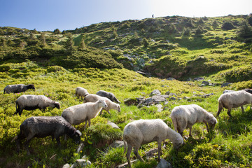 Sheep in the alpine meadows