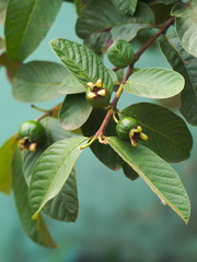 guava tree with leaves