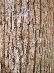 old tree showing rough and stained texture