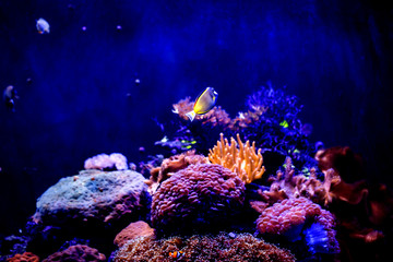 Naklejka na ściany i meble sea anemone and coral on sand over deep blue background.