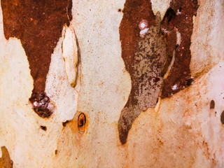 old tree bark texture background