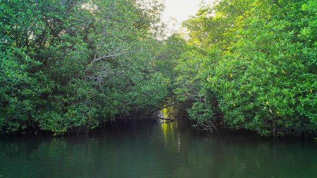 Boat ride through mangroves of tropical rain forest. Camera slowly enters to natural tunnel and moves among dense green vegetation. Calm ripples distort mirror like reflection of beautiful nature