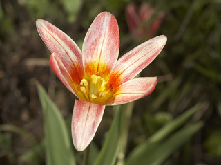 Tulip in grass