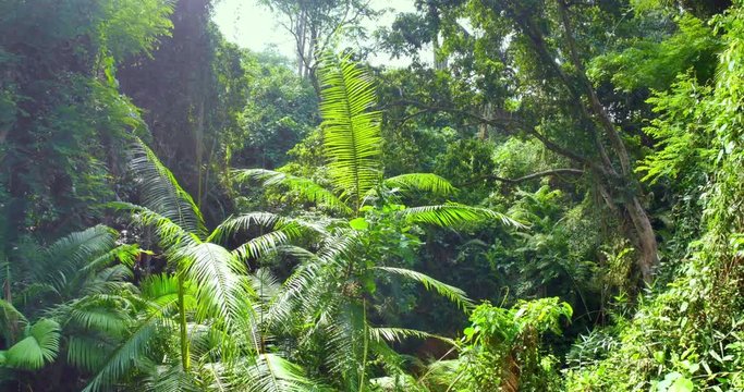 Camera moves above rainforest foliage. Beautiful landscape of jungle forest