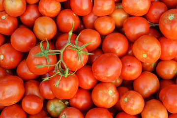 Close up tomato background