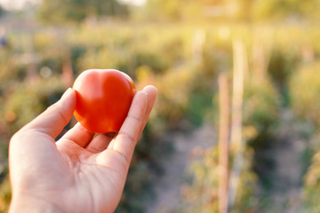 Hand holding fresh red tomatoes in farm