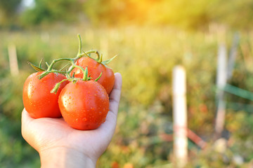 Hand holding fresh red tomatoes in farm