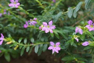Summer Scent