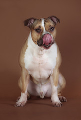 American staffordshire dog