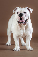 White bulldog portrait