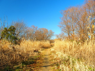 冬枯れの河川敷風景