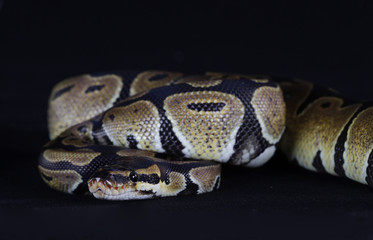 Python snake