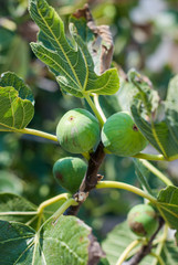 Figs on the fig tree