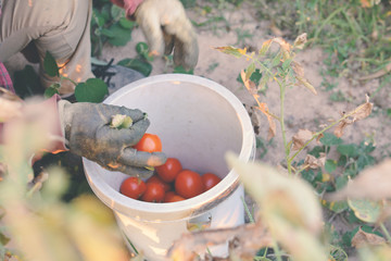 gardener keep tomatoes on farm selective and soft focus