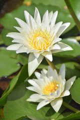 white lotus flowers blooming with sun light and green leave in background