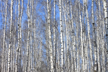 Trunks of birch trees against blue sky, birch forest in sunlight in spring,birch trees in bright sunshine