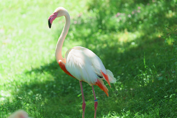 フラミンゴ　旭山動物園