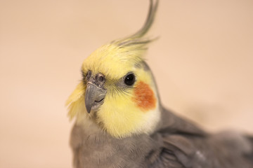 closeup of cockatiel bird, Yellow head with orange spots and gray body