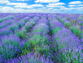 Fototapeta premium Meadow of lavender