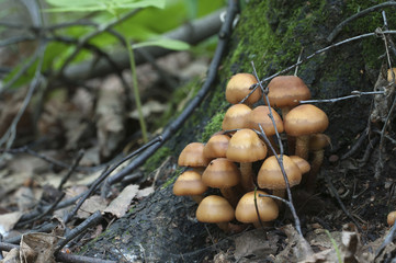 Sheathed woodtuft