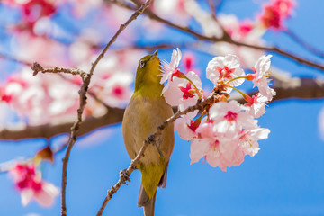 The Japanese White eye.The background is winter cherry blossoms. Located in Tokyo Prefecture Japan.