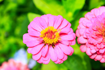 Zinnia