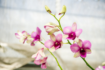 Naklejka na ściany i meble Pink orchid flower blossom in spring