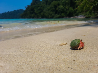 A journey of Hermit Crab in the beach