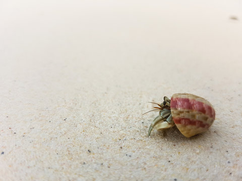 A journey of Hermit Crab in the beach