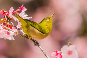 The Japanese White eye.The background is winter cherry blossoms. Located in Tokyo Prefecture Japan.