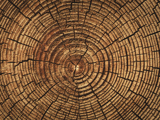 Fototapety  wiek ściętego drzewa, faktura kłód