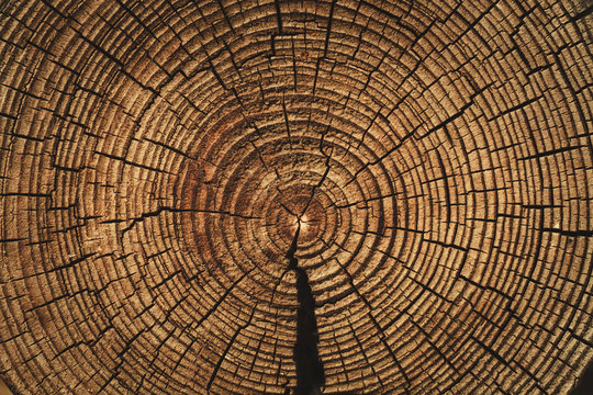 the age of the tree , sawn timber , wooden barrel , brown wood texture