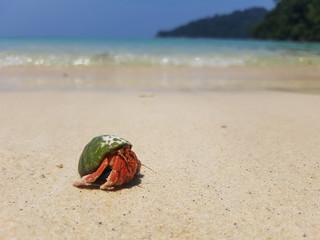 A journey of Hermit Crab in the beach