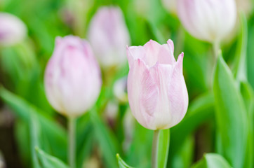 Pink tulip flower blossom in spring