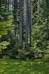 Fototapeta premium Mountain green forest with glade and flower, Rila mountain, Bulgaria 