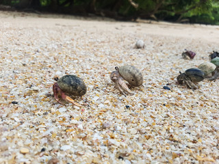 A journey of Hermit Crab in the beach