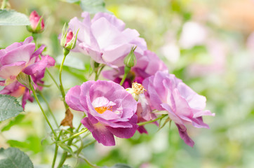 Purple roses flower blossom in spring