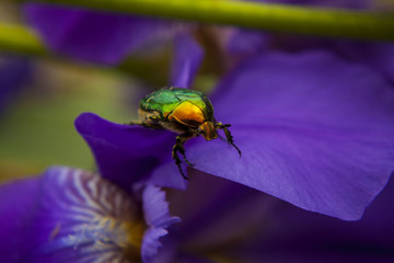 beetle, bug, petals, beetle on the leaves