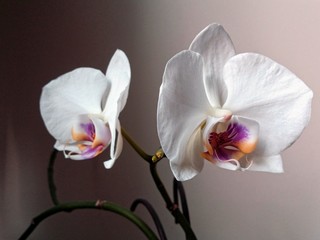 White orchids with contrast background